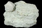 Blastoid (Pentremites) Fossil - Illinois #184108-1